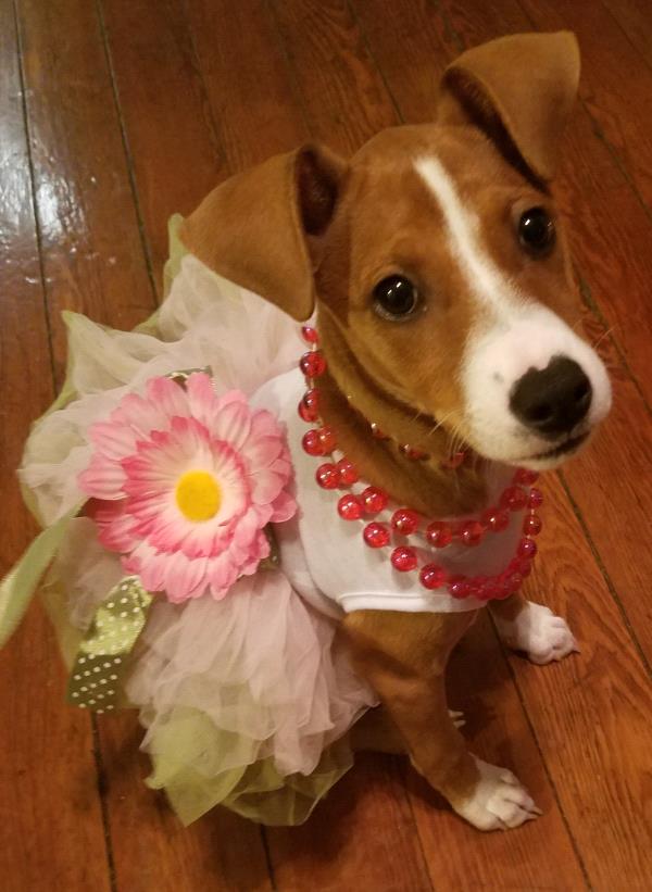 /Images/uploads/Bon Secours St Francis Foundation Inc/2017pearlsandpups/entries/4897thumb.jpg